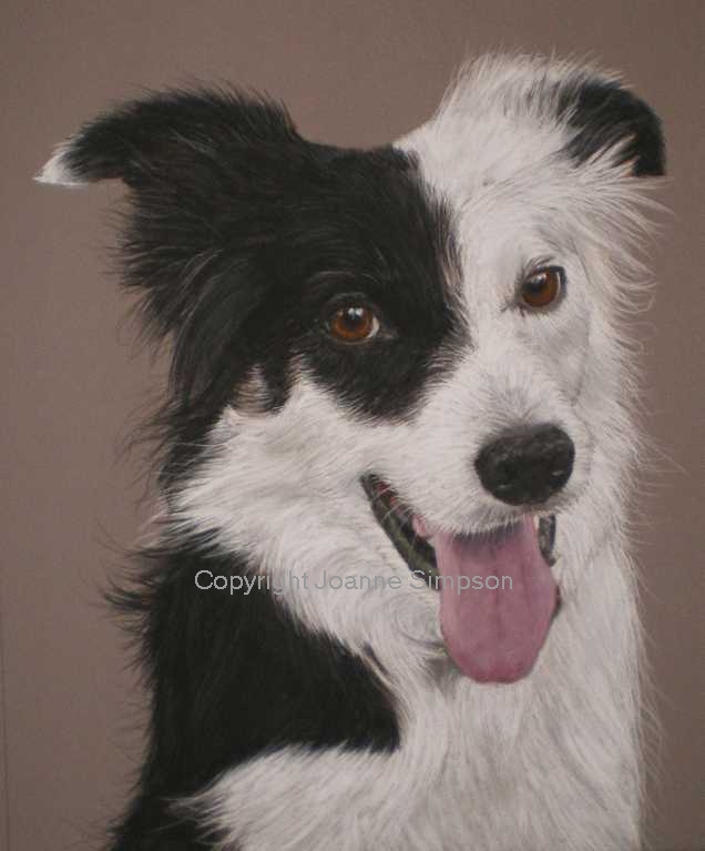 Border Collie pet portrait by Joanne Simpson.